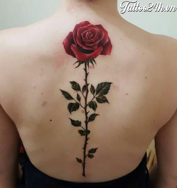350 Mẫu Hình Xăm Hoa Hồng Đẹp nhất 2022  Rose Tattoo